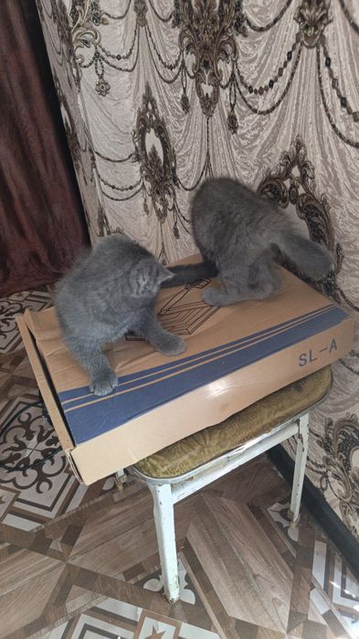 Котята Скоттиш фолдики , упитанные, ухоженные красавчики.