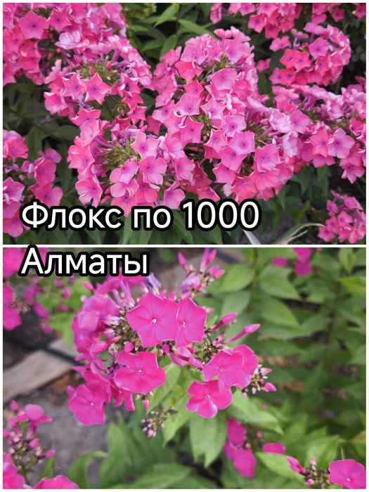 Цветы для красивого сада