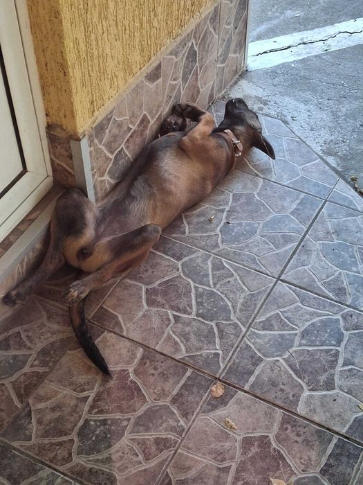 Белгийска овчарка