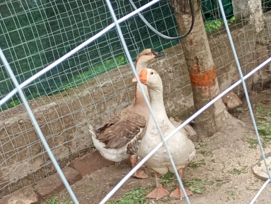 Vând o pereche de gâște și o pereche de găini de mătase japoneza  detalii pe WhatsApp