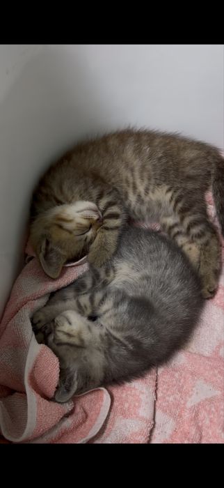 Кошечка найденыш
