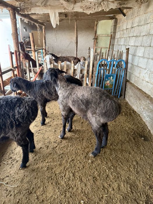 Койлар сатылады 110мын