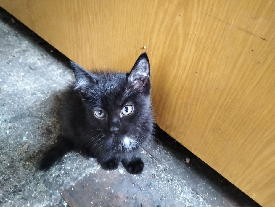 Отдам котят бесплатно