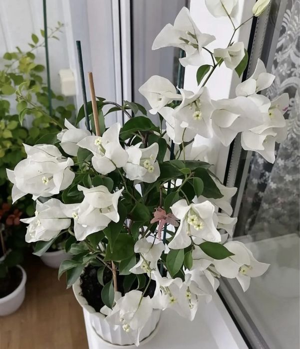 Комнатные растения
