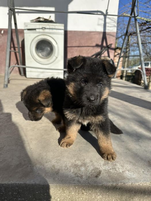 Малки немски овчарки