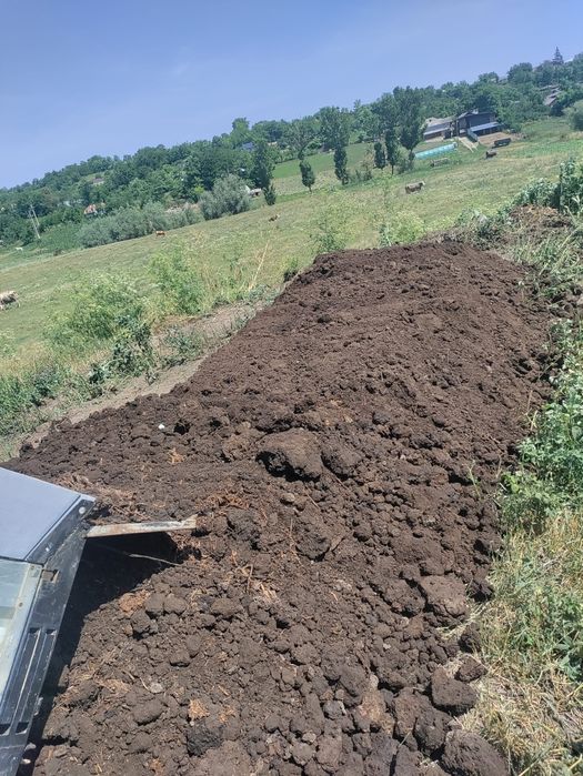 Mraniță putredă de oaie