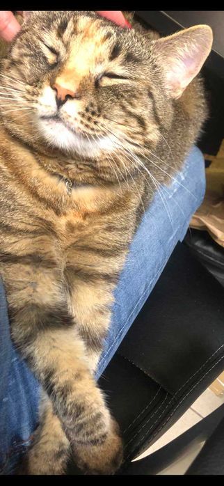 ANUNT IMPORTANT: se cauta stapan pentru o pisica cu personalitate mare