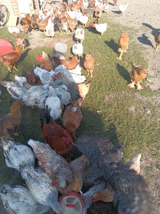Vând găini crescute natural