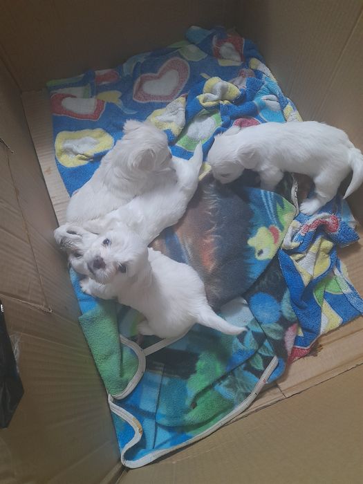 3 fetite și un băiețel drăgălaș și jucausi