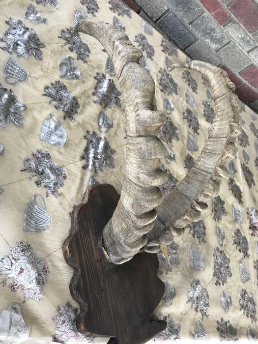 Охота рога горного барана