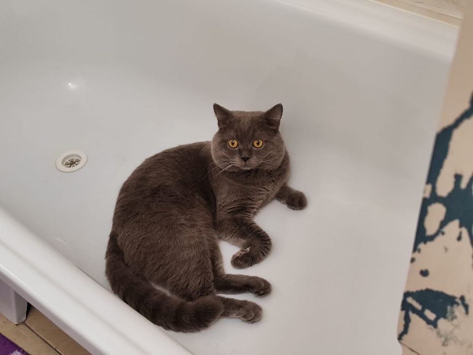 Британец на вязку