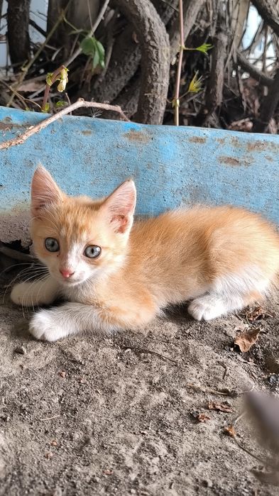 Отдам котят хорошие руки