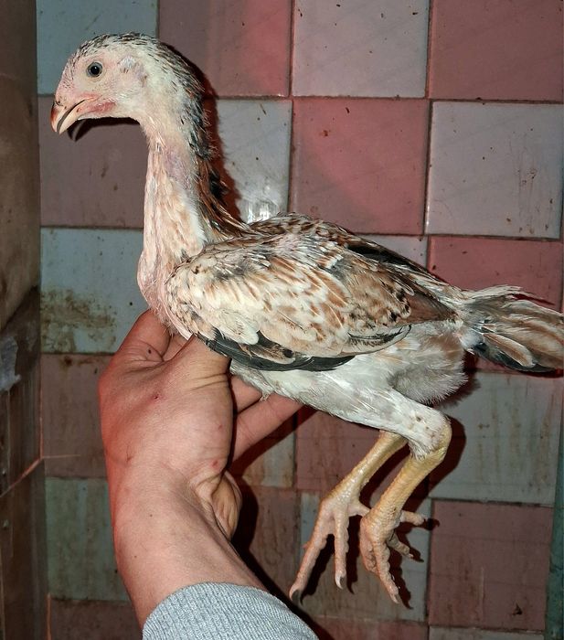 На продаже курочки!