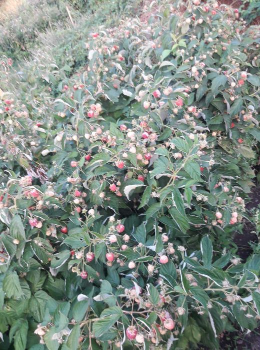 Целогодишен разсад малини и ягоди от производител