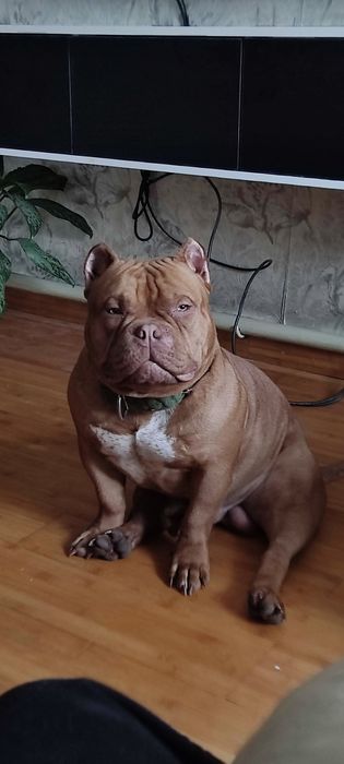 Американский булли. Родословная АВКС.