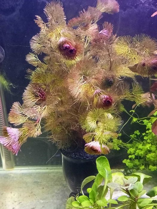 Аквариумные  растения