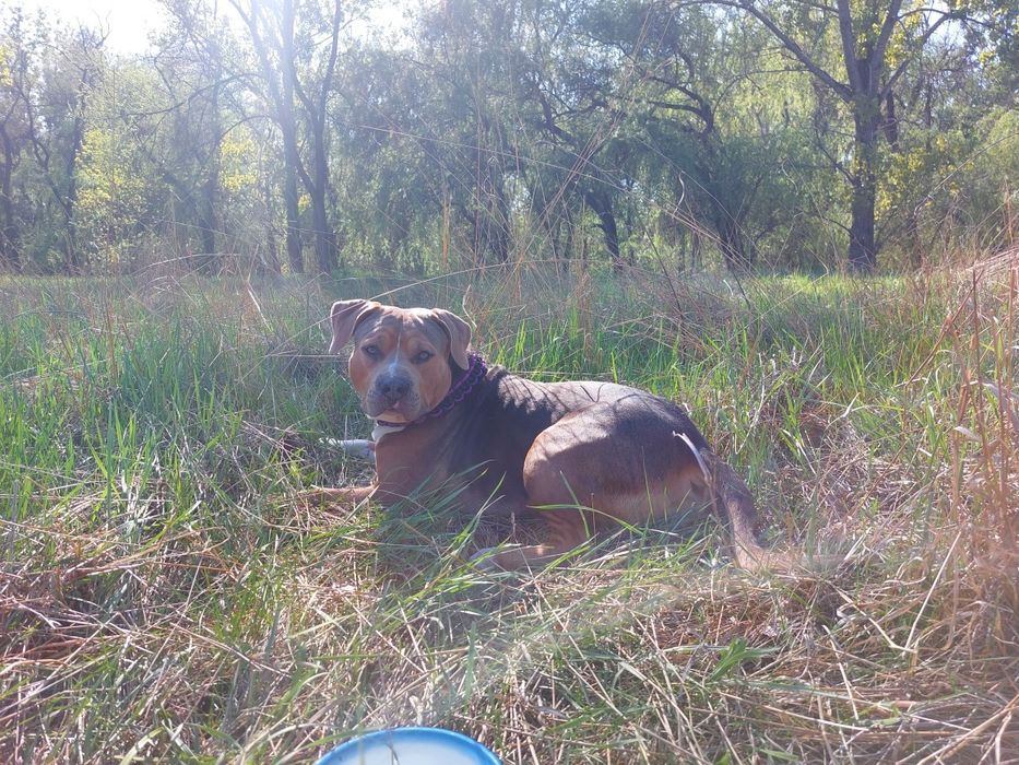 Стаффордширский терьер, мальчик