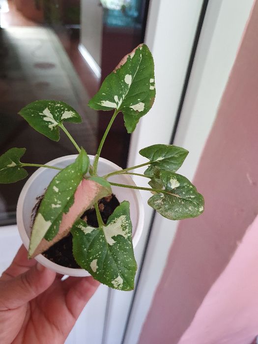 Сингониумы Мотлед, Орм Нак, Пинк Сплеш