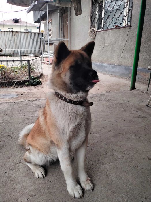 Собаку. Американская акита. С родословной