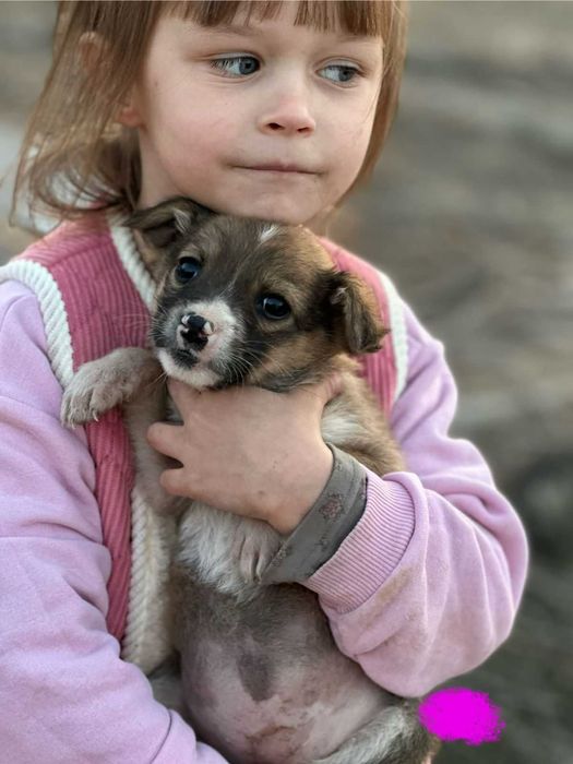 Щенки в добрые руки