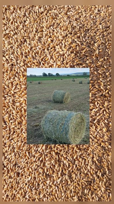 Vând triticale și baloți lucernă