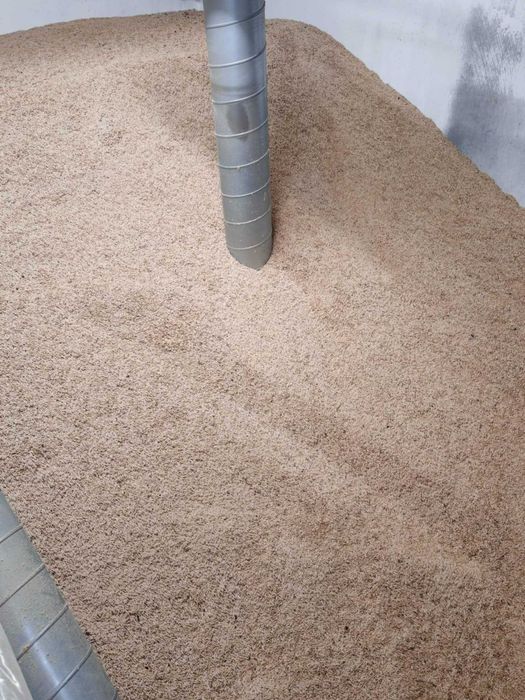 Ovaz netratat recolta 2025