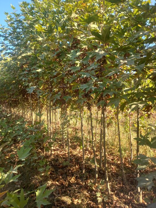 Чинор, лола дарахт, ҳар хил манзарали дарахтлар ва кўчатлар