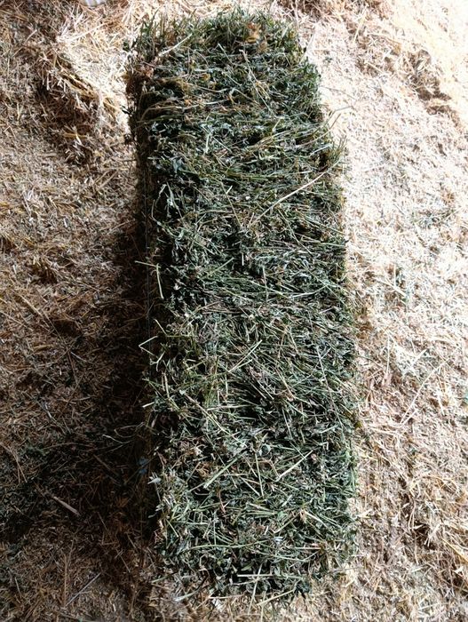 Баля люцерна   .