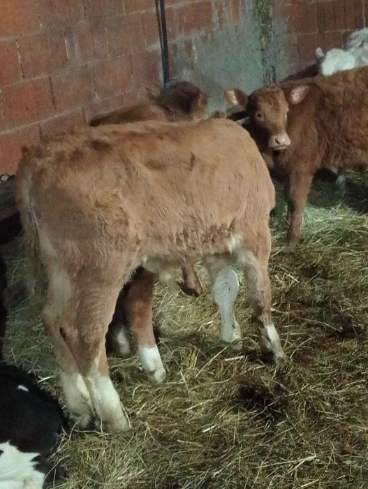 Vând tăurași și vițele