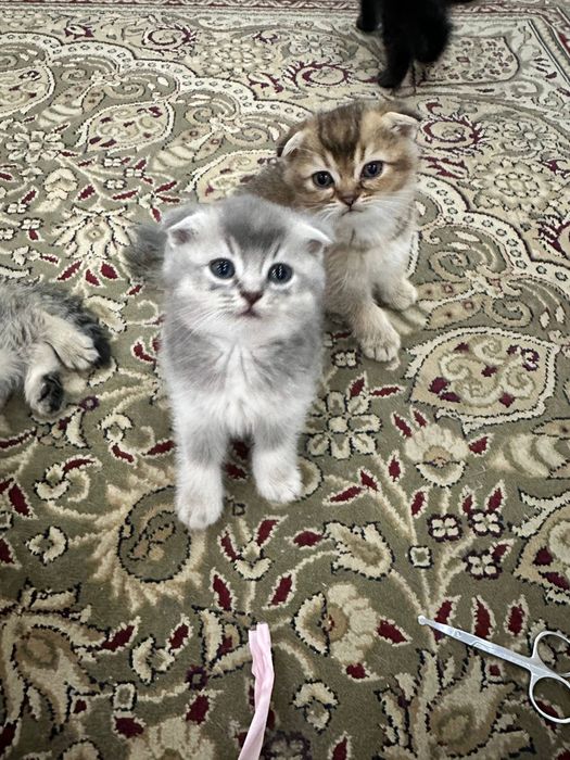 Продаю котенок дети золотая шиншилла + скоттиш-фолд