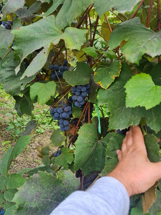 Producator, vand struguri capsunica + fraga alba