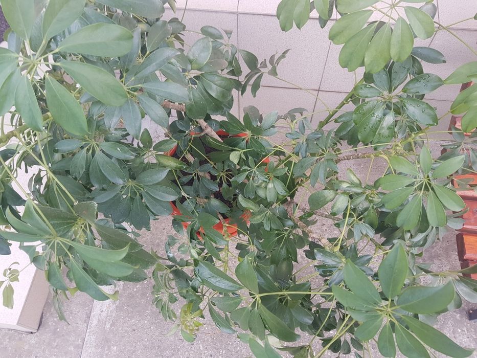 Planta în ghiveci pentru decoratiuni interioare si exterioare