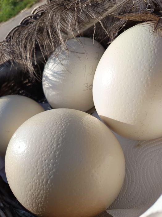 Ouă de struț proaspete din gospodăria proprie, Bărboi, Dolj