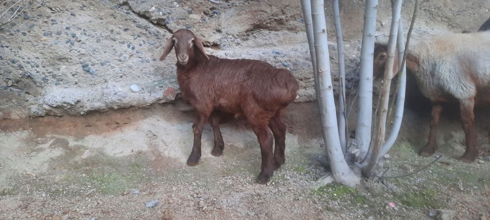 Arashan qo'zi qo'chqor sotiladi