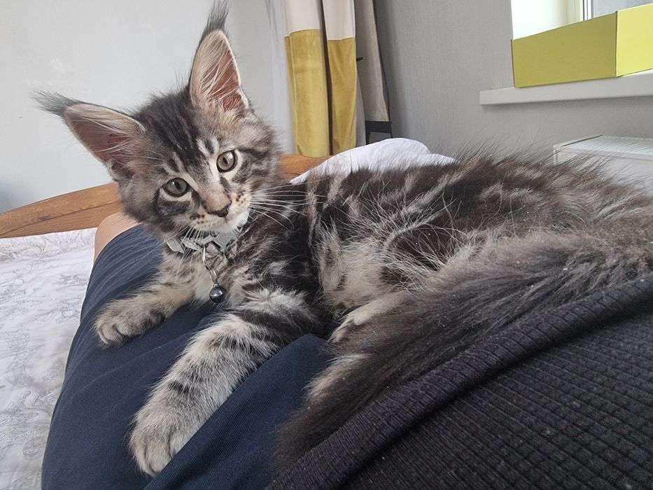 Продается мэйн кун, породистый