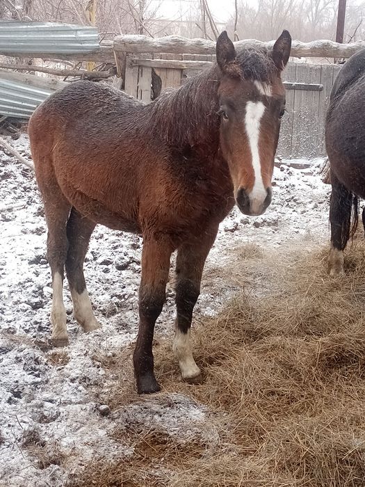 Продается кобылка майская