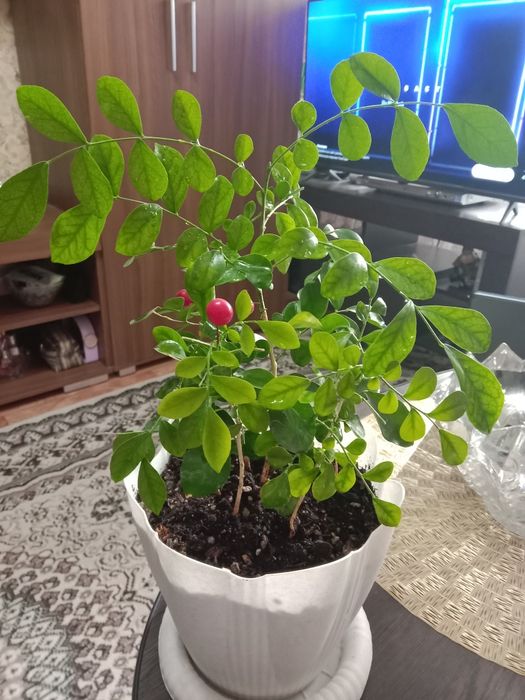 Муррайя метельчатая