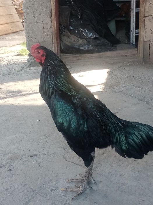 Продам петрушка молодого