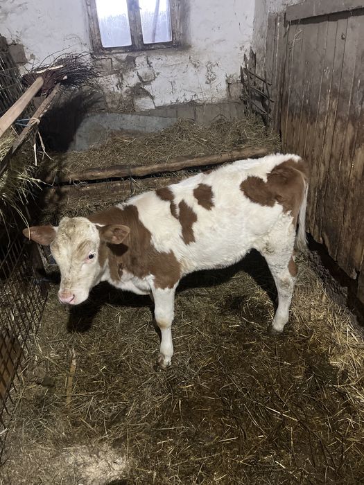 Vand vitea baltata romaneasca