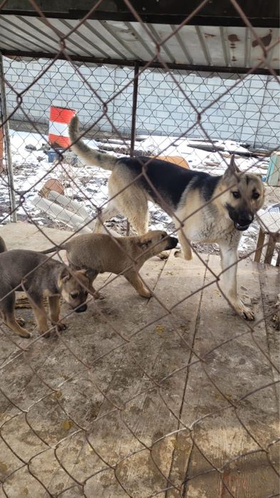 Отдам в добрые руки щенят