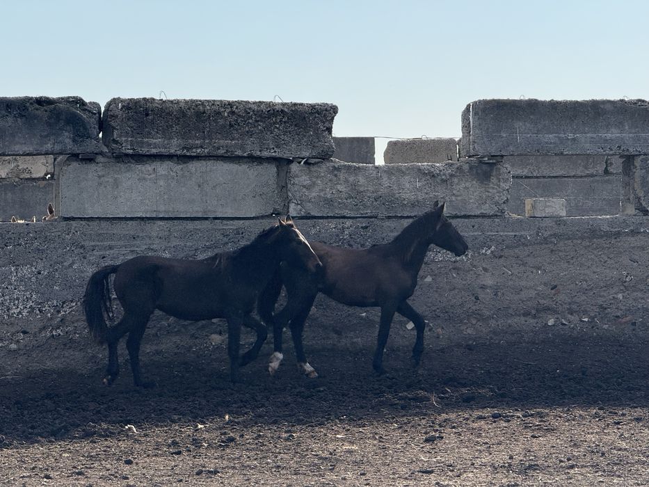 Продам кобыл с жеребятами