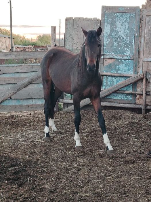 Продам Айгыра 900 000