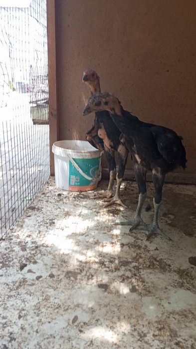 Kafolati bor kelishamz