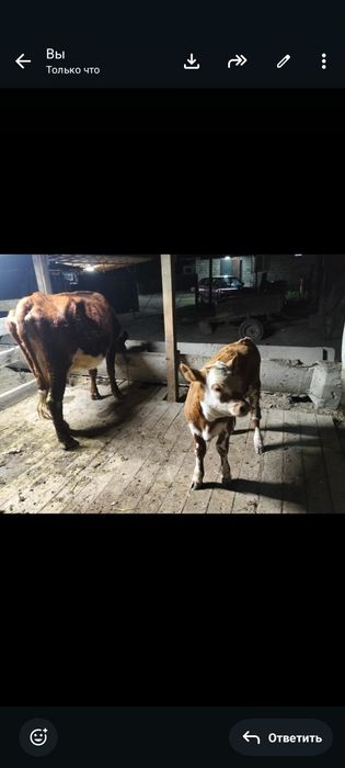 Продам корову с телонкам