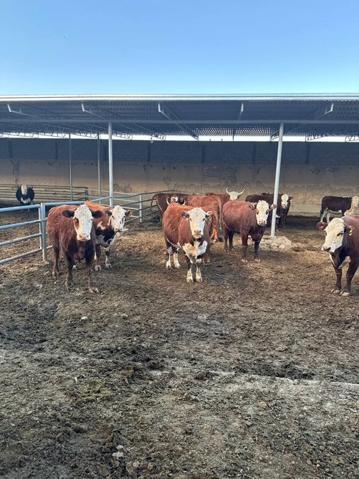 Герифорд тугишга 15-20 колган