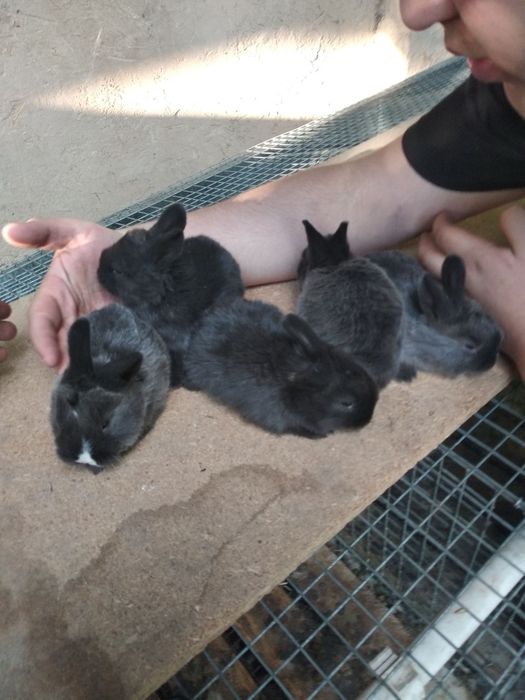 Quyon bolasi sotlad sogʻlom chroyl