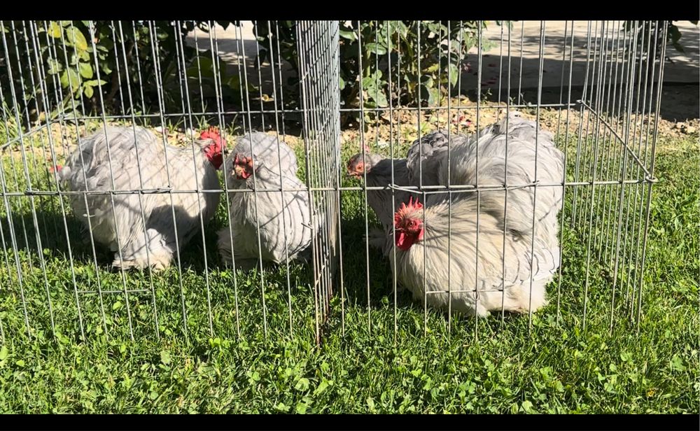 Cochinchina pitic 3+1