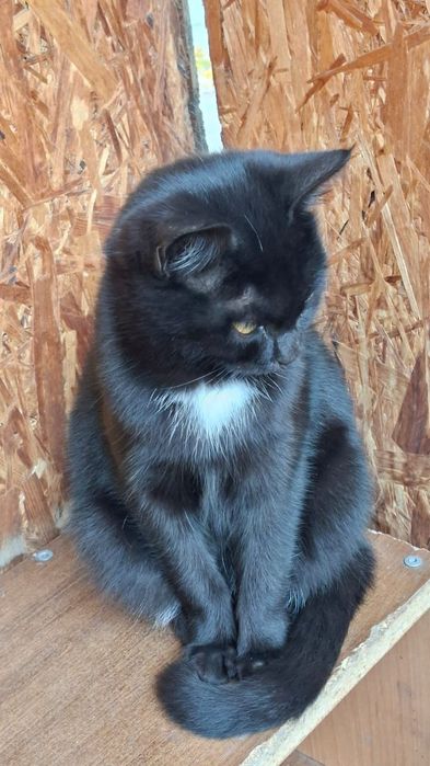 Милые котята кошечки 8 мес