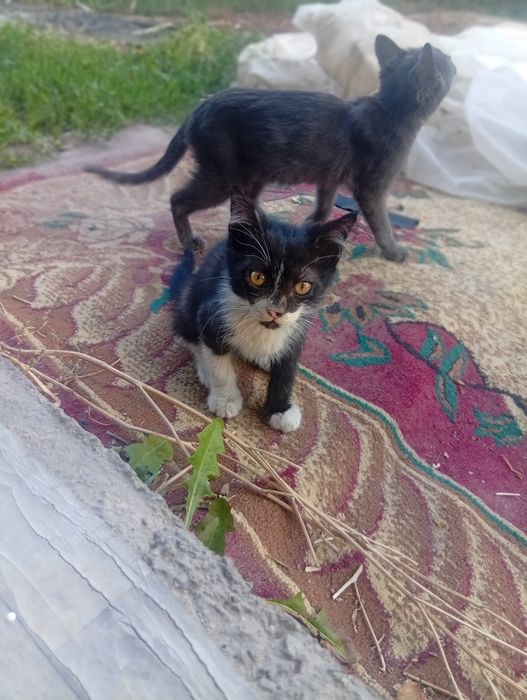 Отдам котят в хорошие руки