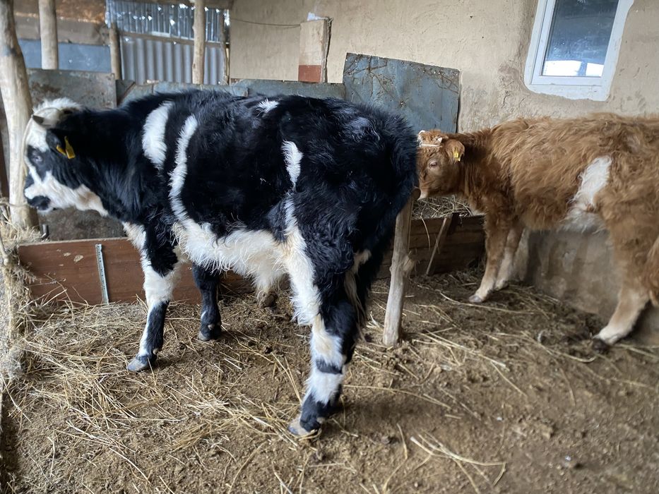 Еркек баспақ сатылады